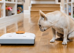 Compatibilité des aspirateurs robots et des animaux domestiques