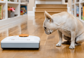 Compatibilité des aspirateurs robots et des animaux domestiques
