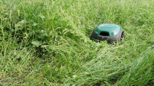 Tonte des hautes herbes