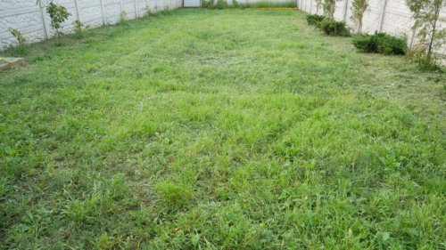 Herbe légèrement tondue