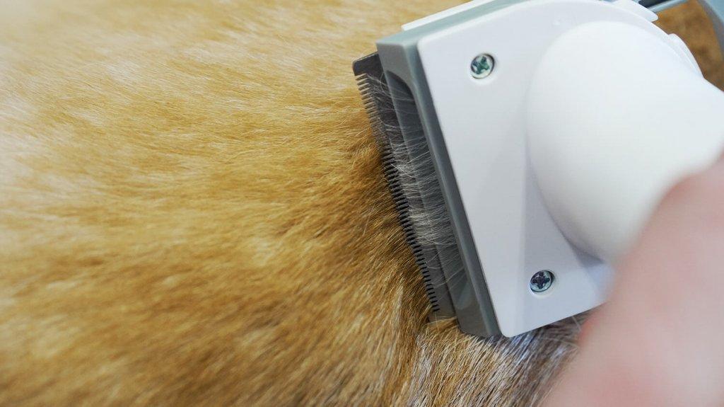 Genio Pet i50 : Accessoire d’éclaircissage